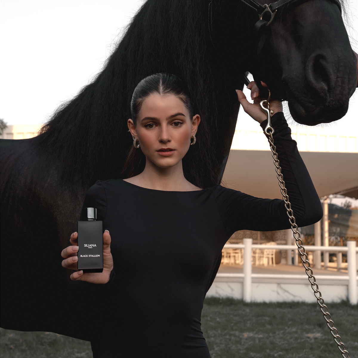 Black Stallion